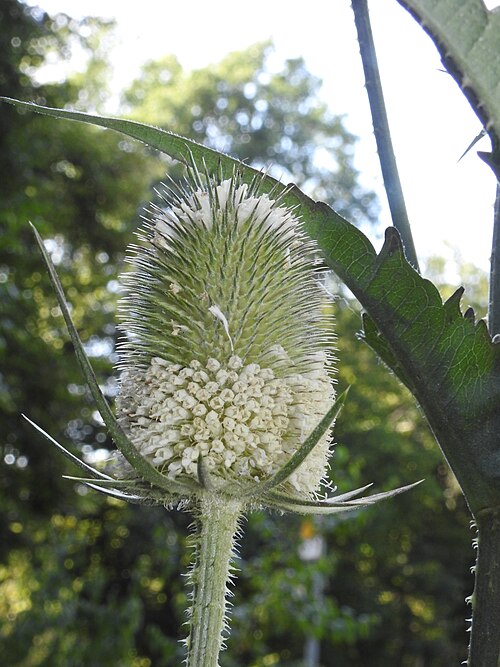 Fayl:Dipsacus laciniatus 2 RF.jpg