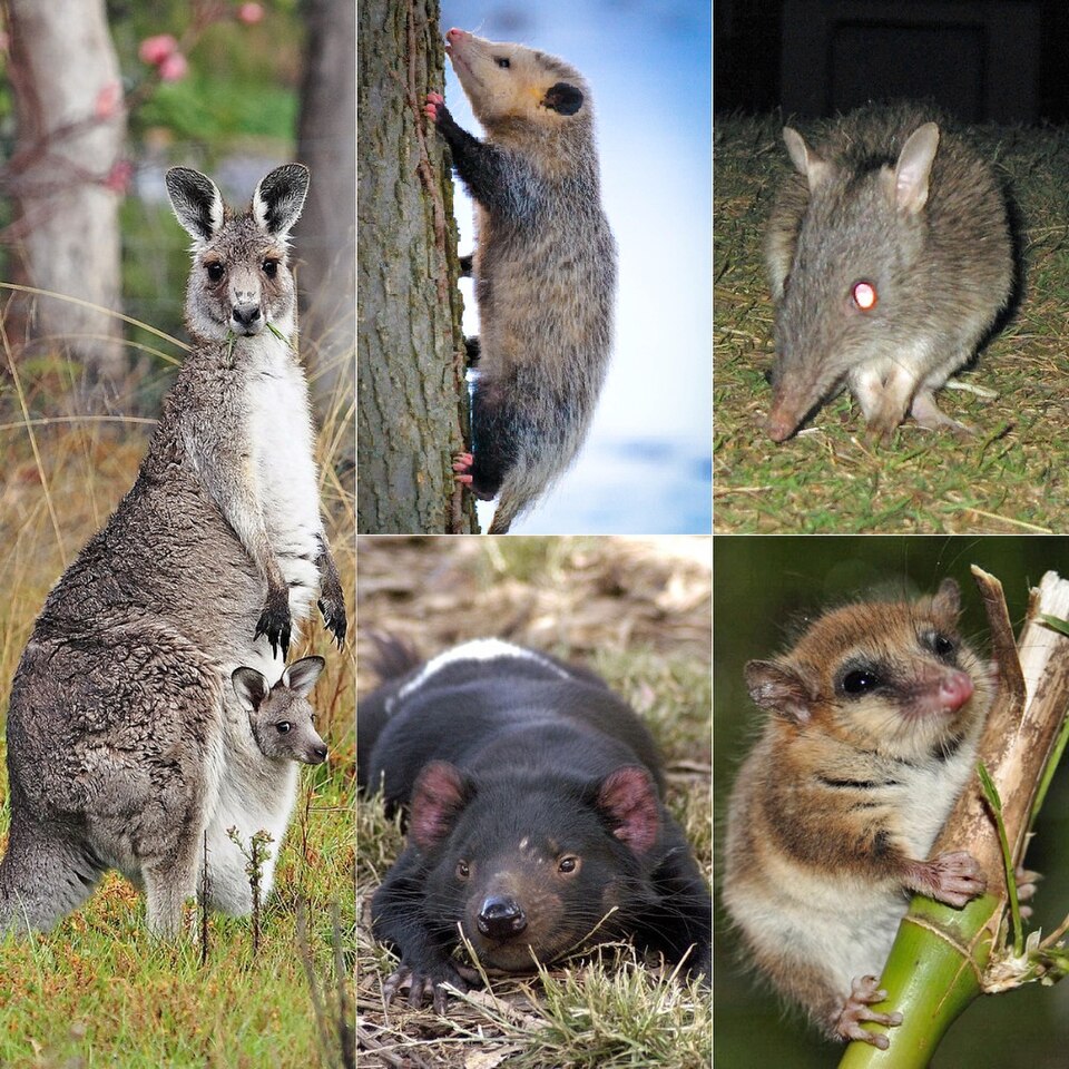 Fayl:Marsupialia.jpg