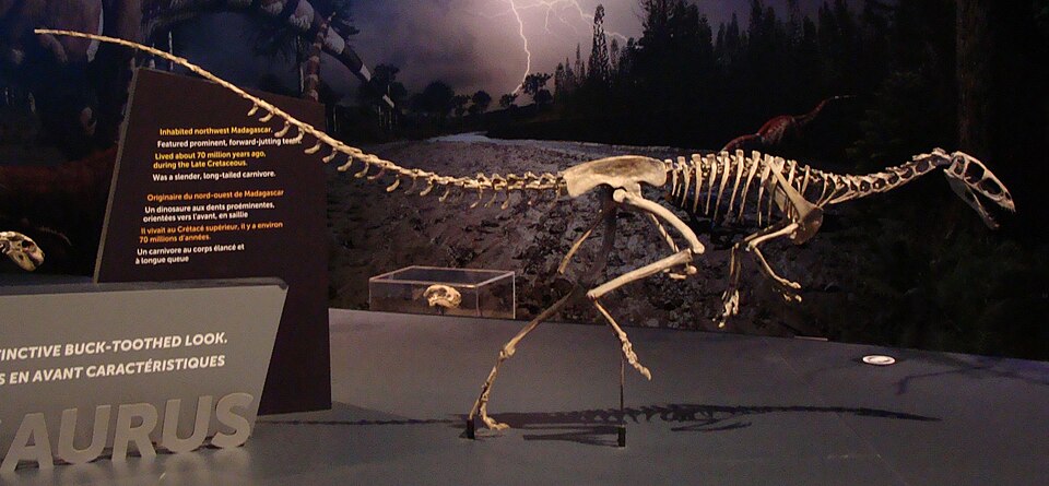 Fayl:Masiakasaurus.JPG