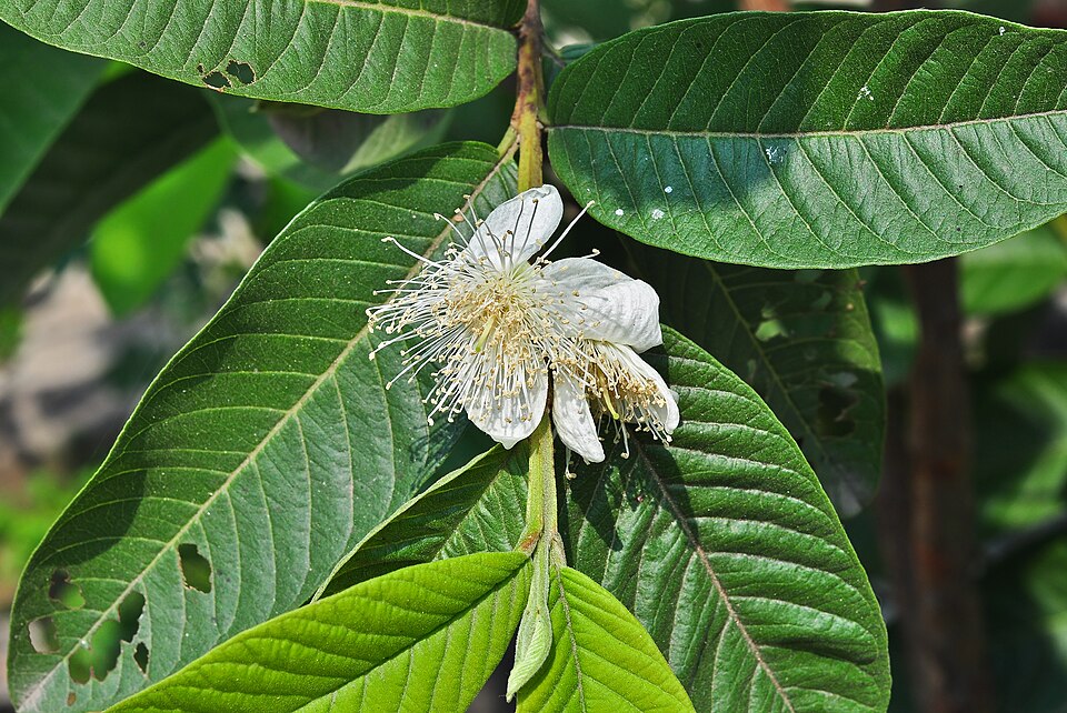 Fayl:Psidium guajava flower 26032014 01.jpg