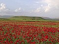 01:08, 2016-yil 7-noyabr dagi versiya uchun tasvir