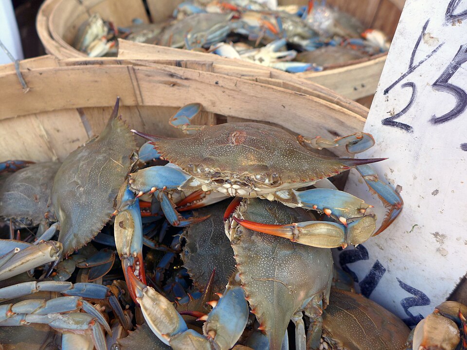 Fayl:Bucket of crabs.jpg