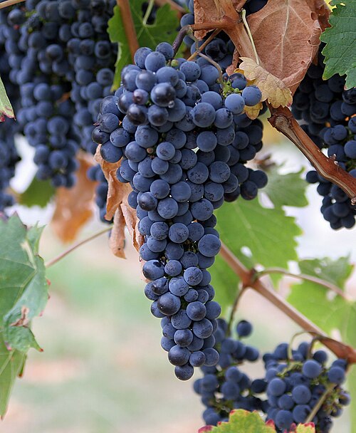 Fayl:Grapes.jpg