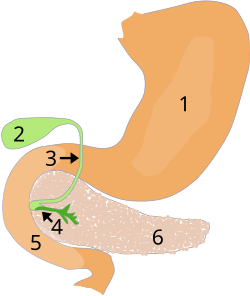 Fayl:Illu pancrease-num.svg