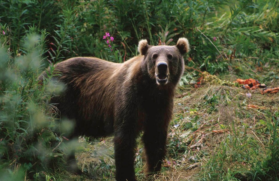 Fayl:Kodiak Brown Bear.jpg