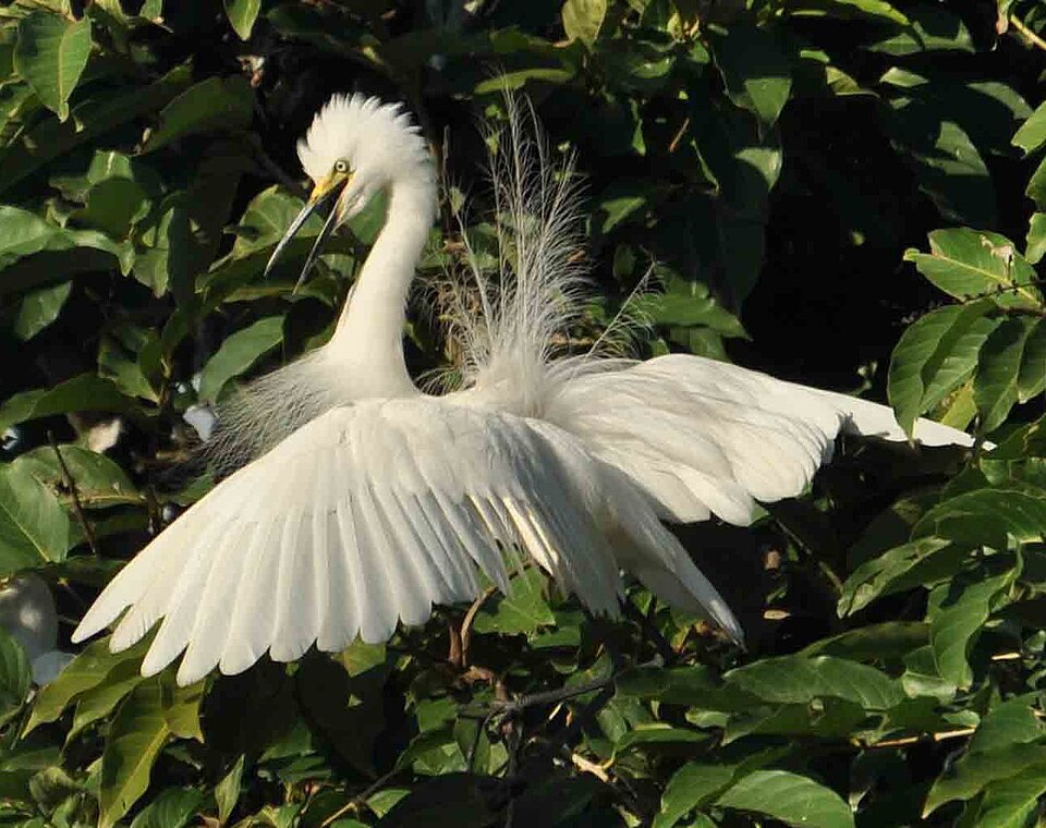 Fayl:Little Egret during breeding season.jpg