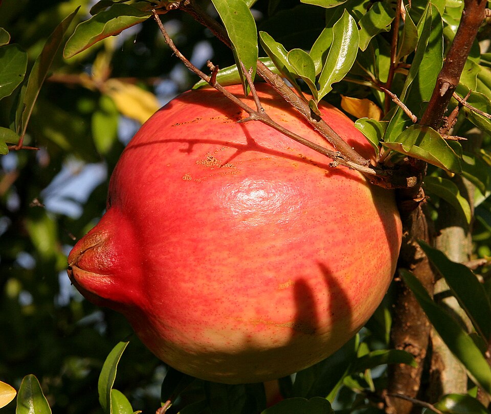Fayl:Pomegranate fruit.jpg