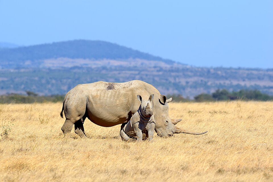 Fayl:Rhino in Solio Reserve.jpg