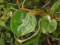 Pyrus piraster barglari