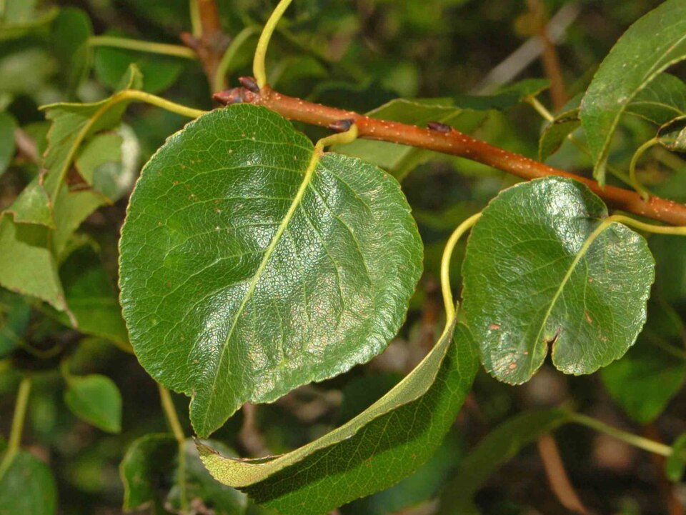 Fayl:Rosaceae - Pyrus pyraster-1.JPG