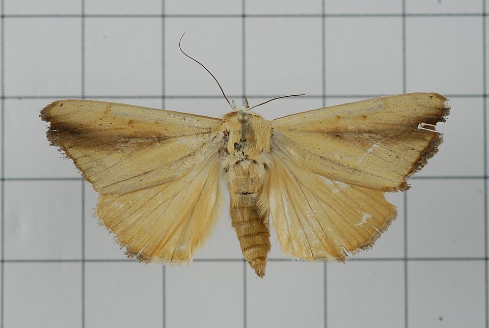 Fayl:Xanthodes intersepta (28308542404).jpg
