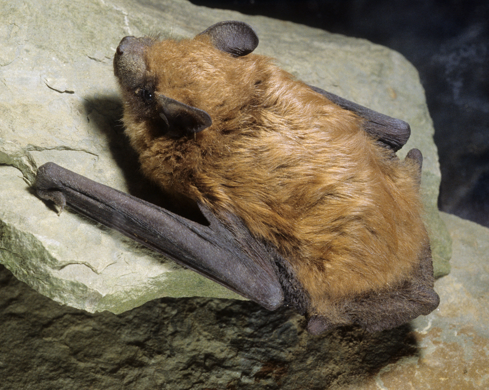 Fayl:Big brown bat crawl.png