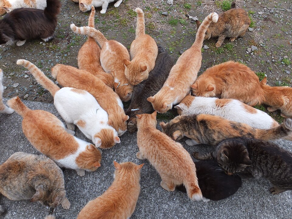 Fayl:Cats in aoshima island 2.JPG