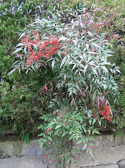 Fayl:Nandina domestica1.jpg