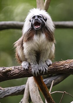 Saguinus oedipus