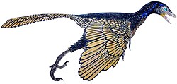Archaeopteryx lithographica