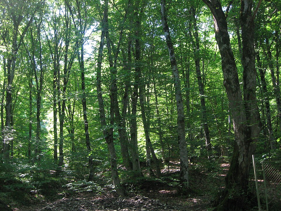 Fayl:Azerbaijan forest 3.JPG