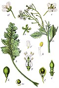 Crambe maritima