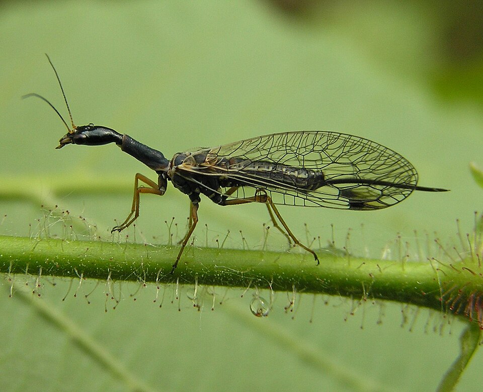 Fayl:Dichrostigma flavipes beentree.jpg