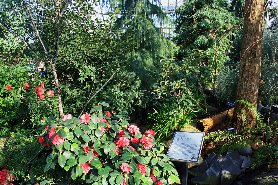 Fayl:Inside of muttart conservatory.jpg