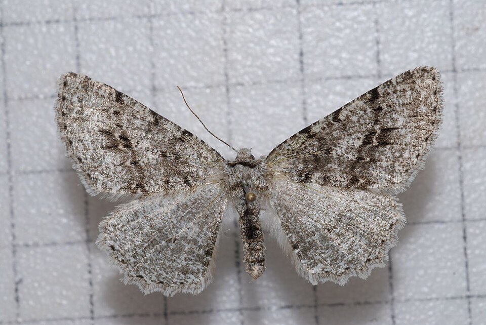 Fayl:Lassaba tayulingensis.jpg