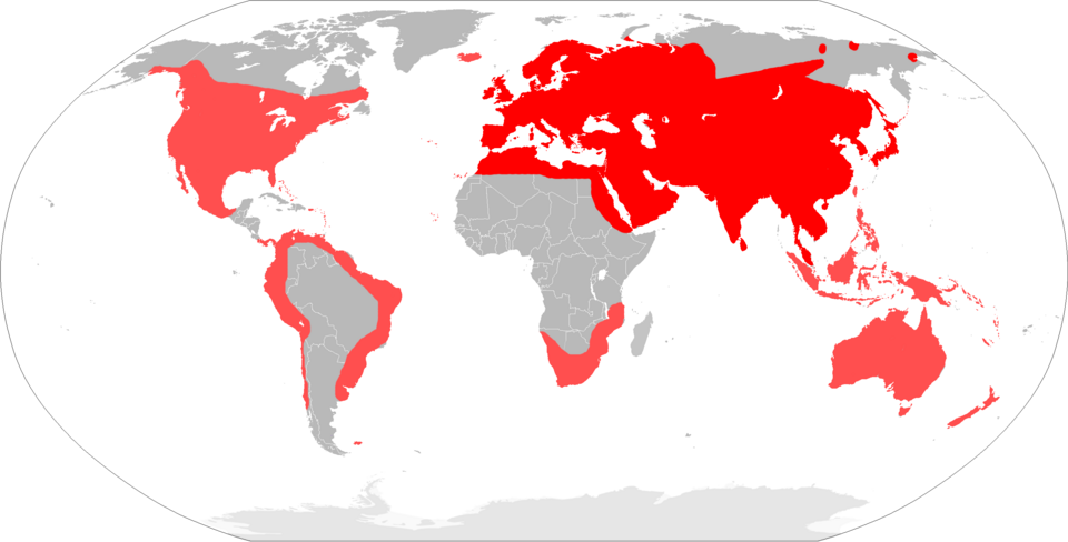 Fayl:Mapa Mus musculus.png