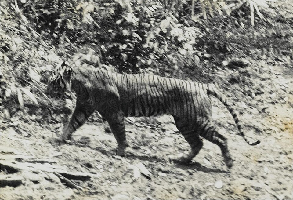 Fayl:Panthera tigris sondaica 01.jpg