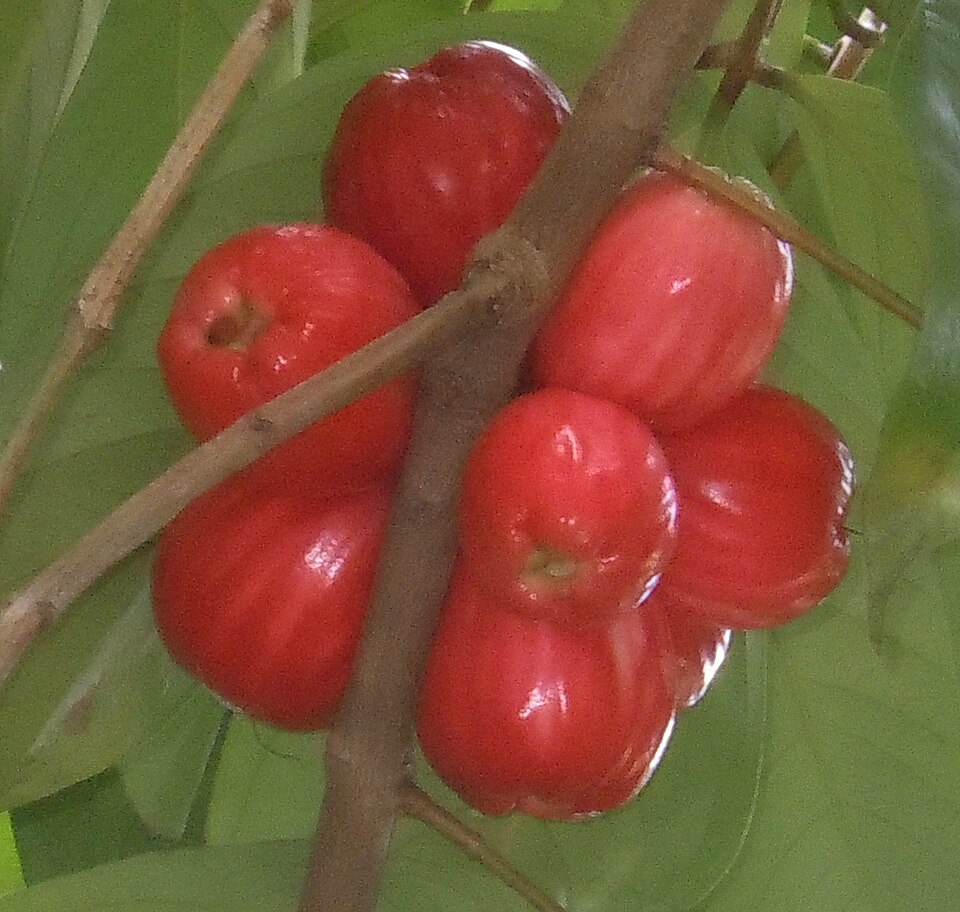 Fayl:Pommerac trinidad.jpg