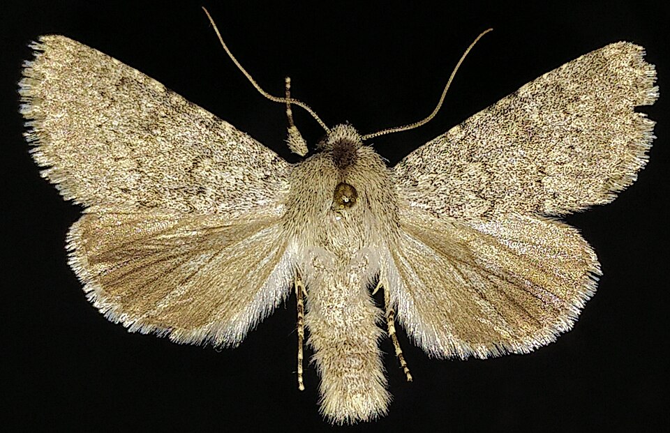 Fayl:Scotogramma submarina.jpg
