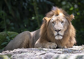Sher