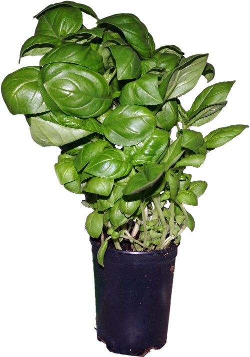 Fayl:Basil.png