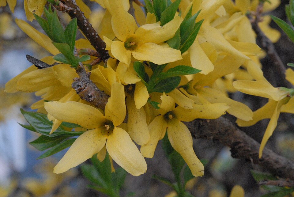 Fayl:Forsythia in Cambridge, MA.jpg