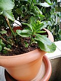 Kalanchoe Balossfeldina o'simligi