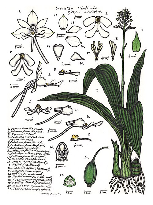 Fayl:LR013 72dpi Calanthe triplicata.jpg