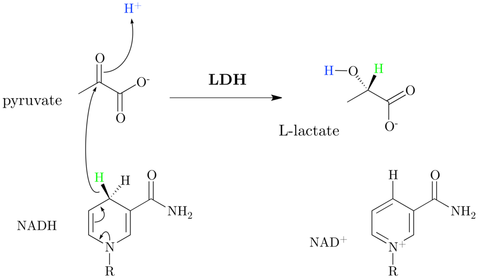 Fayl:Lactate dehydrogenase mechanism.png