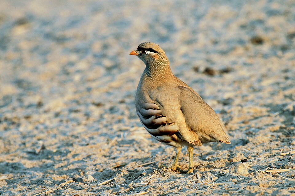 Fayl:See-see Partridge, Ammoperdix griseogularis (5829563744).jpg