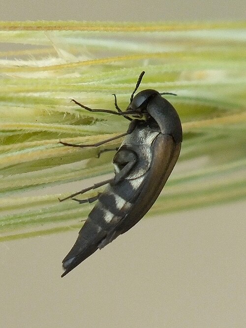 Fayl:Stenalia araxicola - inat 86543520.jpg