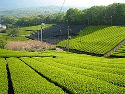 Yapon choy plantatsiyasi