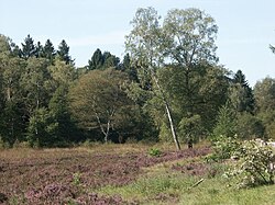 Skyline of Handeloh
