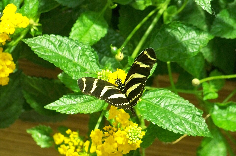 Fayl:CAS-BioD-Canopy-Butterfly1.JPG