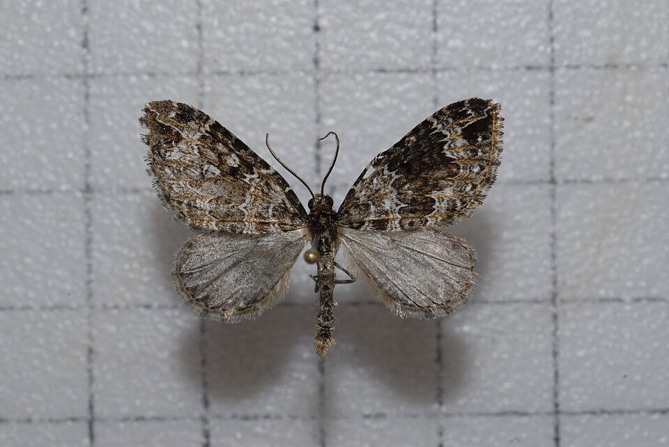 Fayl:Lampropteryx synthetica.jpg