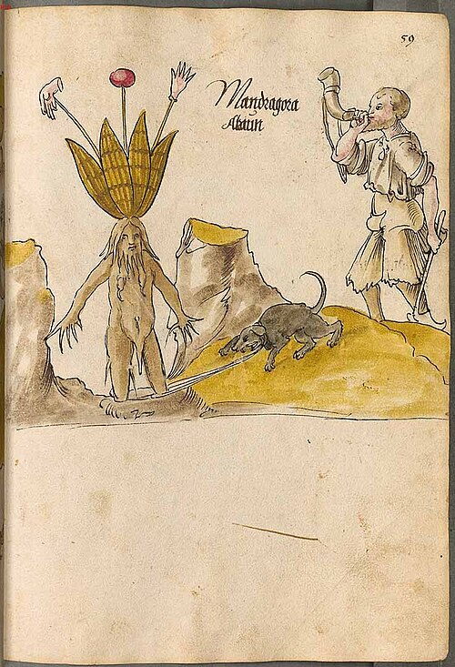Fayl:Mandragora officinarum Arzneipflanzenbuch.jpg