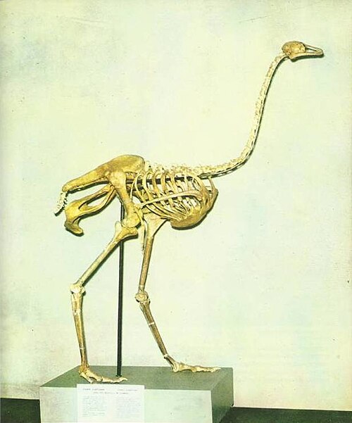 Fayl:Struthio asiaticus.jpg