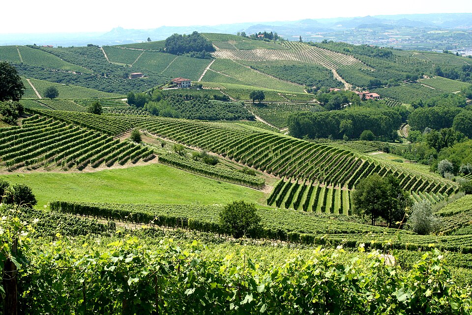 Fayl:Vineyards in Piemonte, Italy.jpg