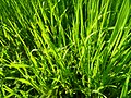 23:03, 2015-yil 6-may dagi versiya uchun tasvir