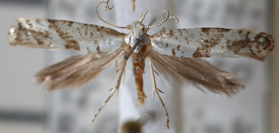 Fayl:Argyresthia.curvella.mounted.jpg