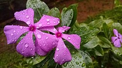 Keraladagi Catharanthus roseus
