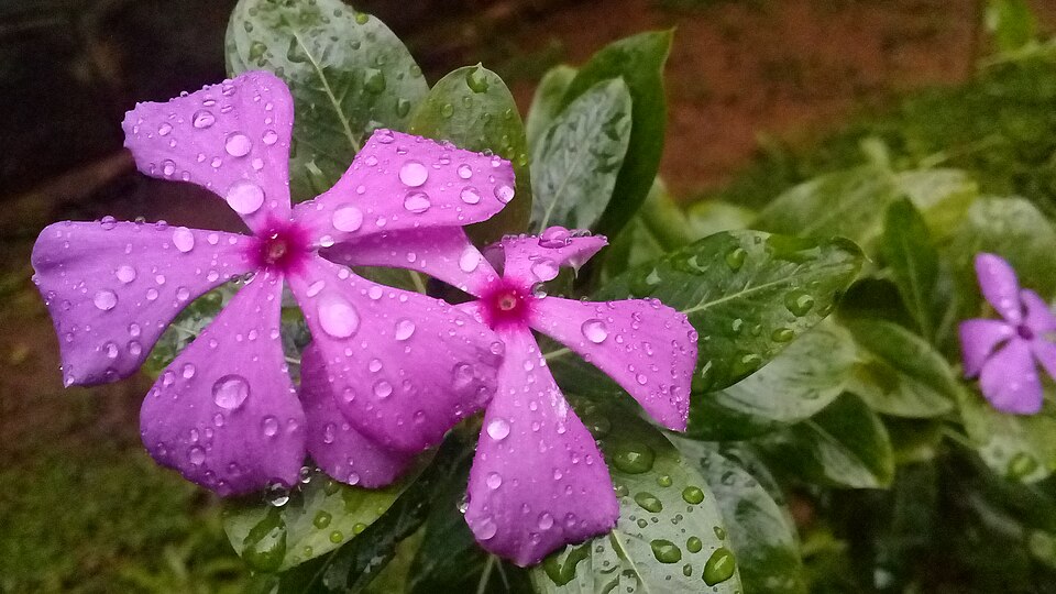 Fayl:Catharanthus roseus in Kerala.jpeg