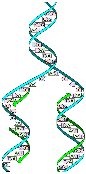Fayl:DNA replication split.svg