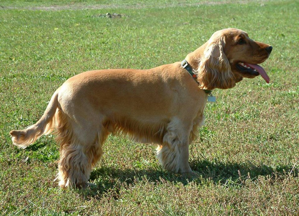 Fayl:EnglishCockerSpaniel simon.jpg